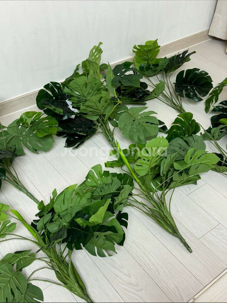 인조 몬스테라 알로카시아 조화 55cm--0