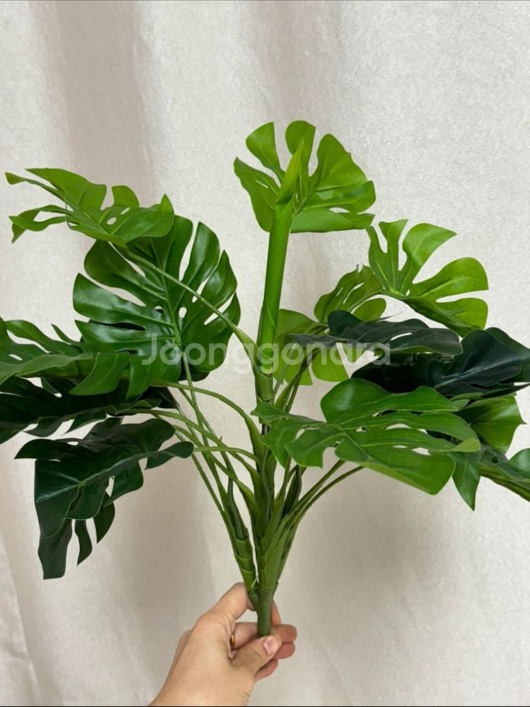 인조 몬스테라 알로카시아 조화 55cm--3