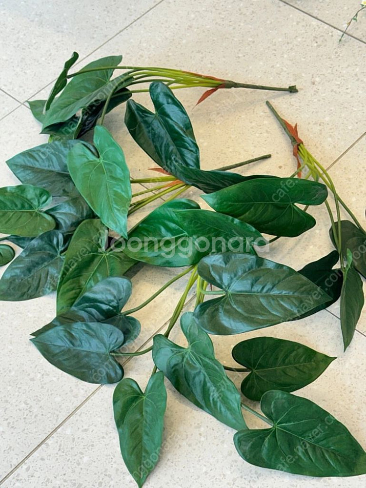 안스리움 화분--0