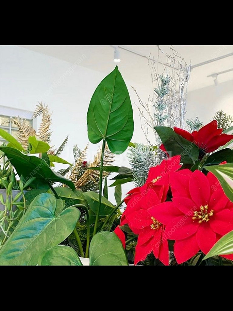 안스리움 화분--2