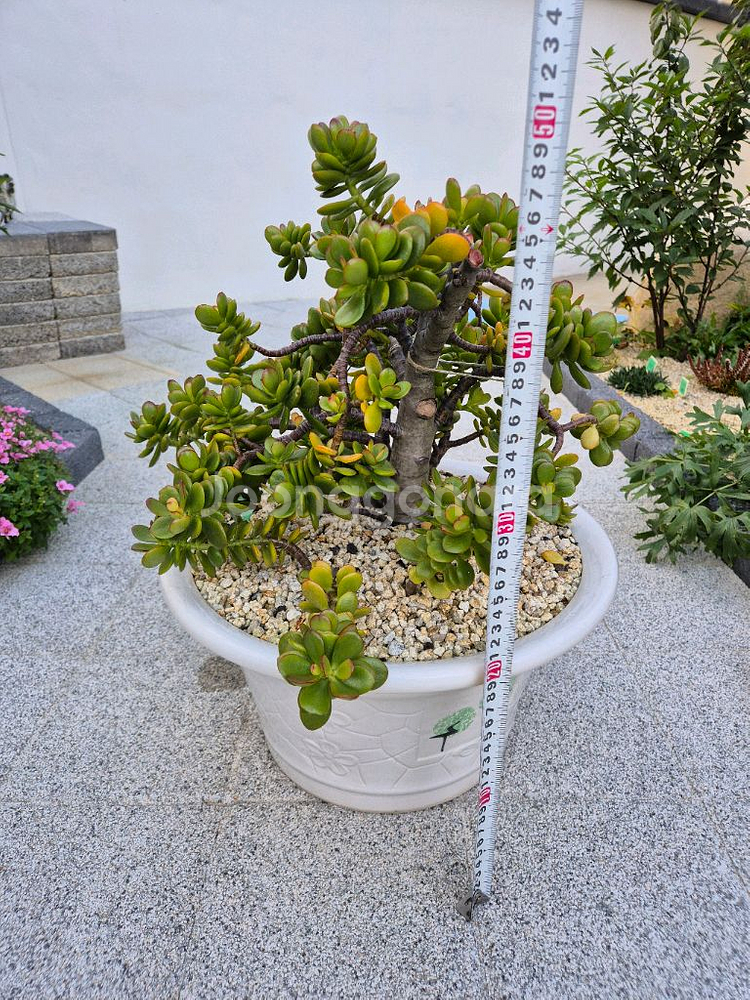 다육식물 염좌--0