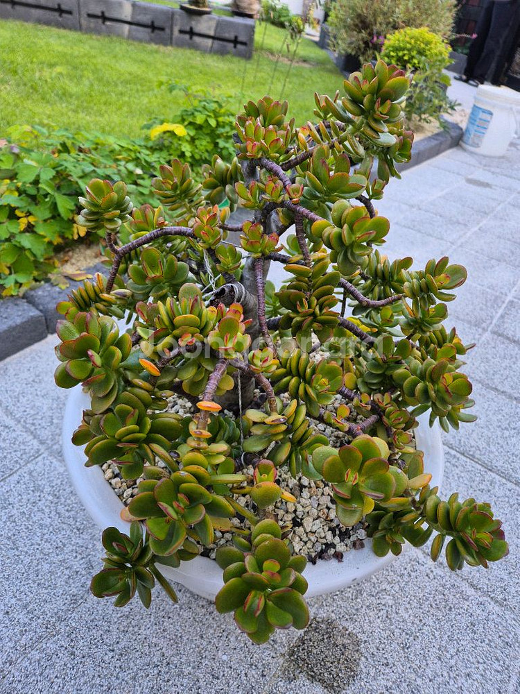 다육식물 염좌--1