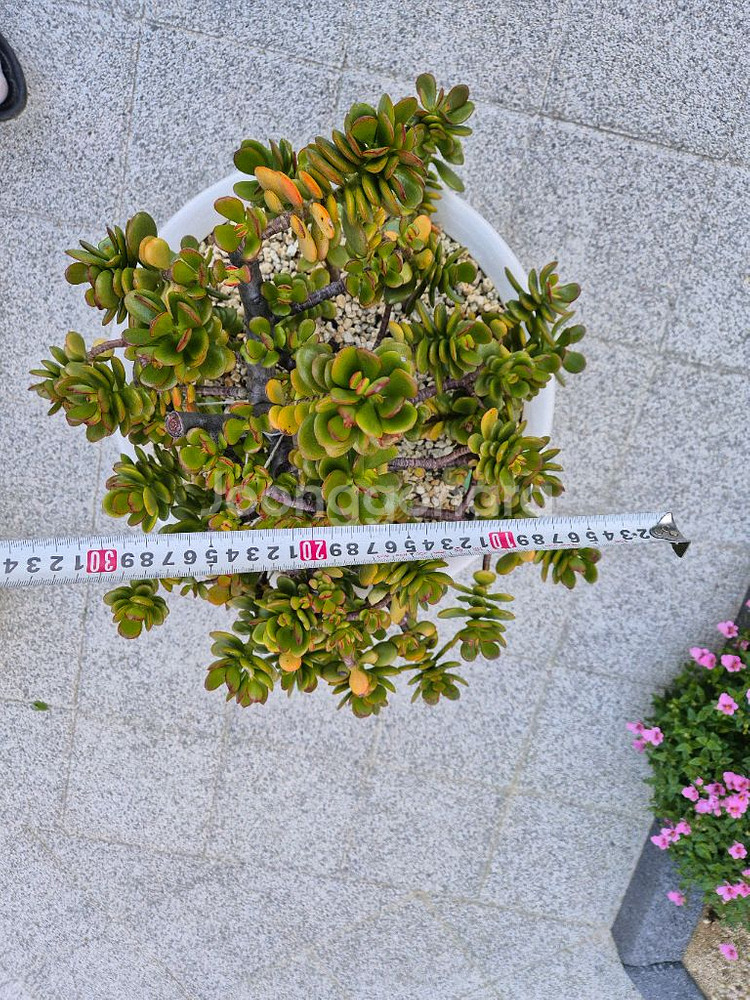 다육식물 염좌--3