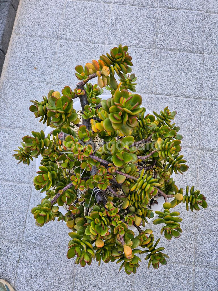 다육식물 염좌--2