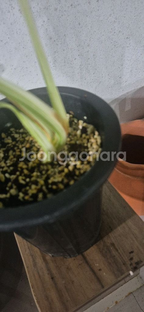 몬스테라알보--3