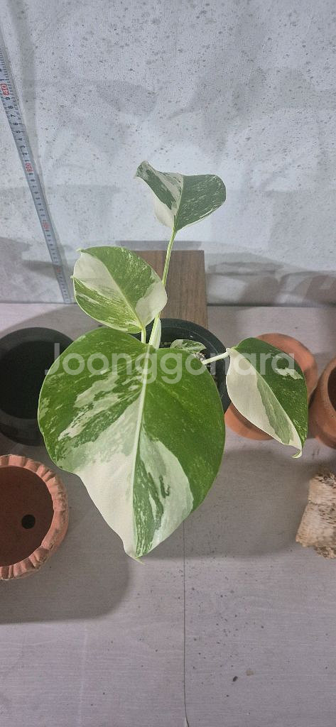 몬스테라알보--0