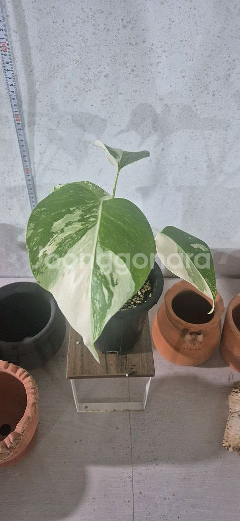 몬스테라알보--1