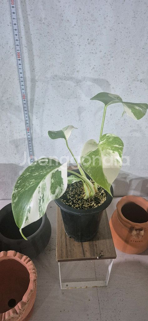 몬스테라알보--2