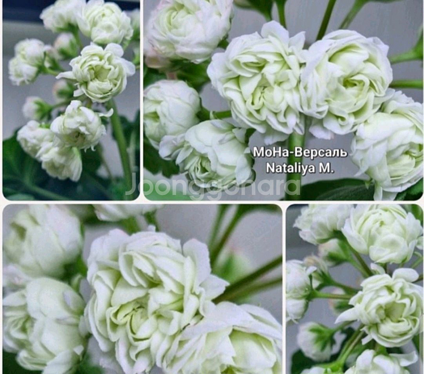 러시아제라늄 모나베르샤유--0