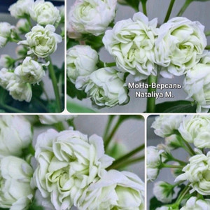 러시아제라늄 모나베르샤유