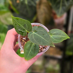 안스리움 포게티(dark) x 파필 퍼플 하이브리드