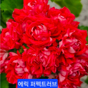 에릭 퍼펙트러브 중국제라늄대품