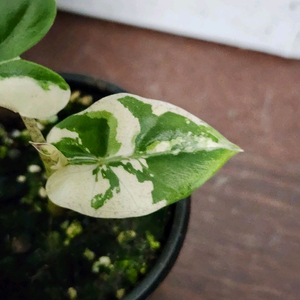 무천! 알로카시아 니그라 플럼배 화이트 핑크 바리에가타