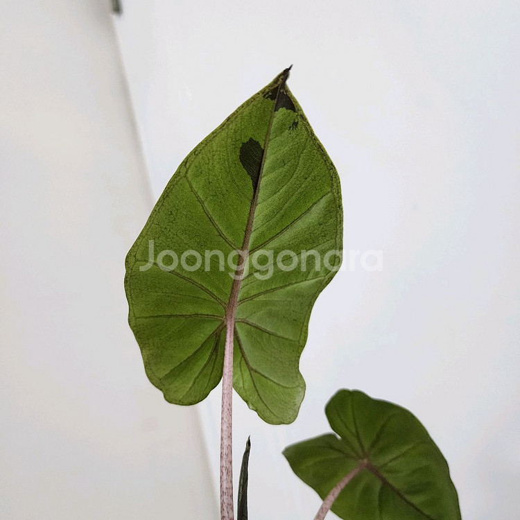 알로카시아 니그라 플럼배 화이트 핑크 바리에가타--0