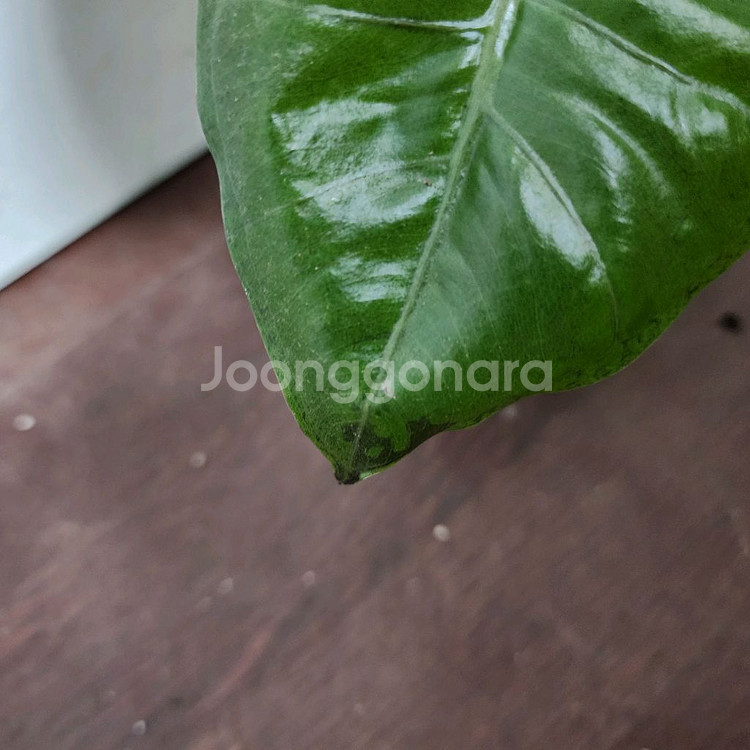 알로카시아 니그라 플럼배 화이트 핑크 바리에가타--3