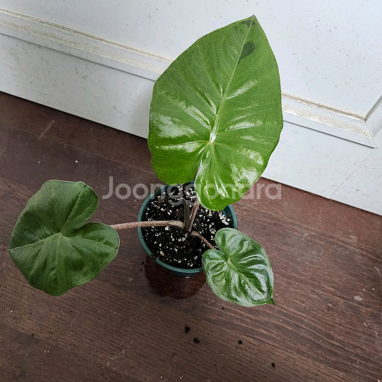 알로카시아 니그라 플럼배 화이트 핑크 바리에가타--1