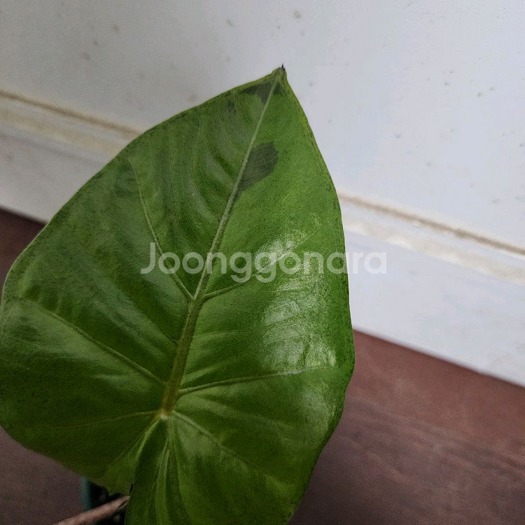 알로카시아 니그라 플럼배 화이트 핑크 바리에가타--2