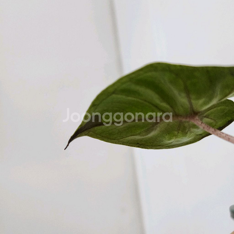 알로카시아 니그라 플럼배 화이트 핑크 바리에가타--5