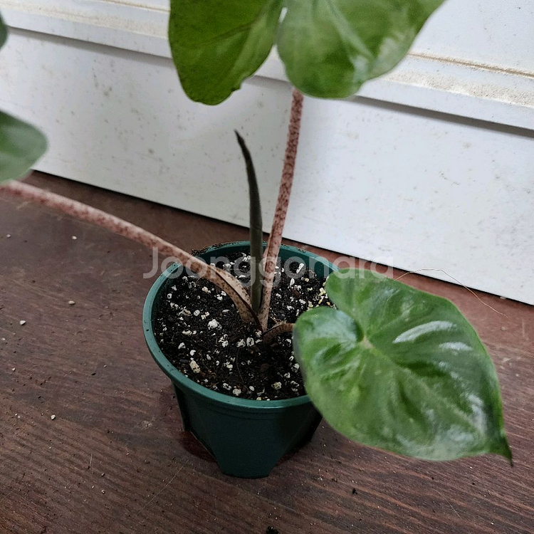 알로카시아 니그라 플럼배 화이트 핑크 바리에가타--6