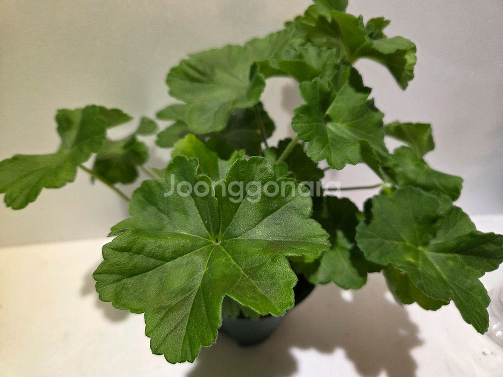 물병자리별 러시아제라늄 대품--1