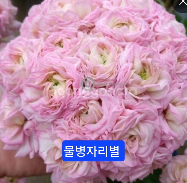 물병자리별 러시아제라늄 대품--0