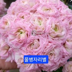 물병자리별 러시아제라늄 대품