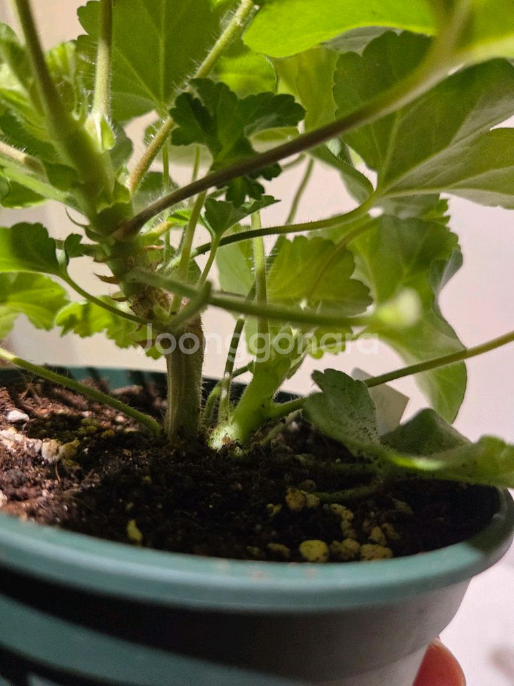 물병자리별 러시아제라늄 대품--3