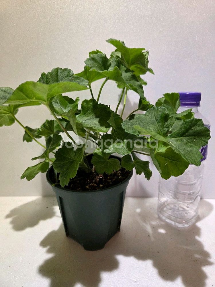 물병자리별 러시아제라늄 대품--2