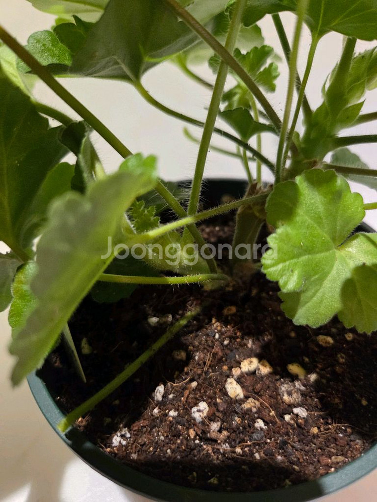 물병자리별 러시아제라늄 대품--4