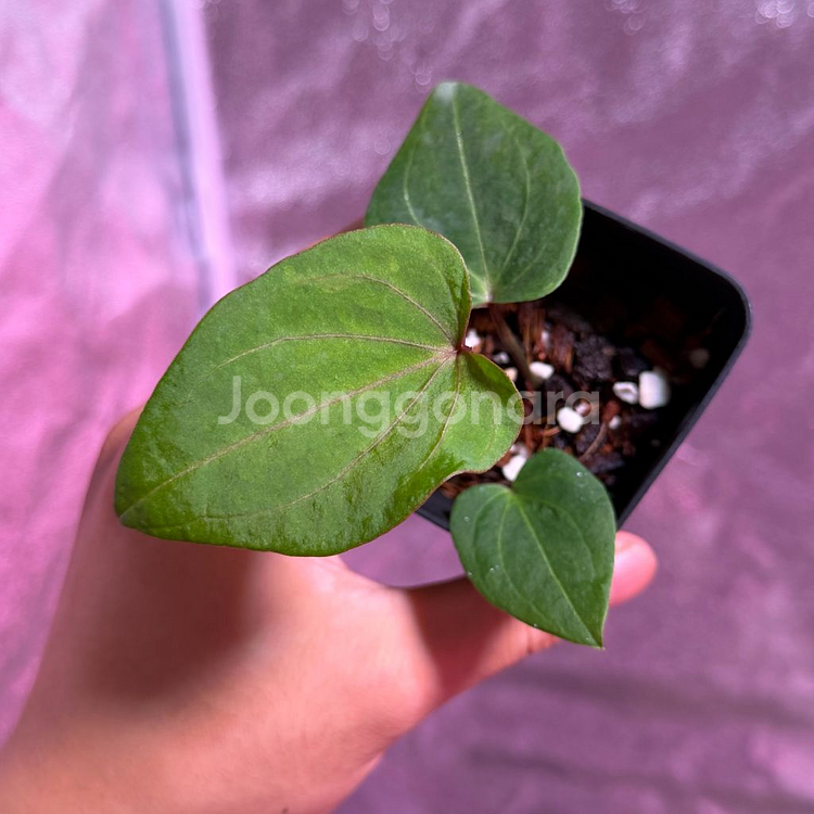 레드스파이더 뮤테이션--1