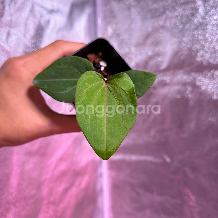 레드스파이더 뮤테이션--0