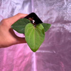 레드스파이더 뮤테이션