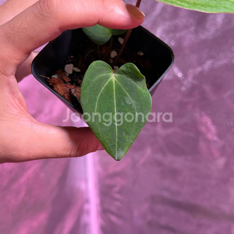 레드스파이더 뮤테이션--2