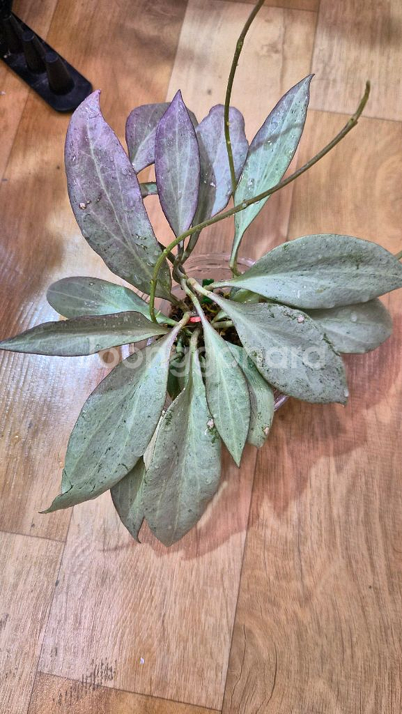 호야 뉴기니아 고스트--0