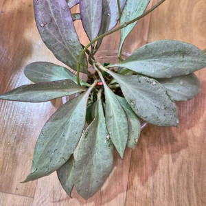 호야 뉴기니아 고스트