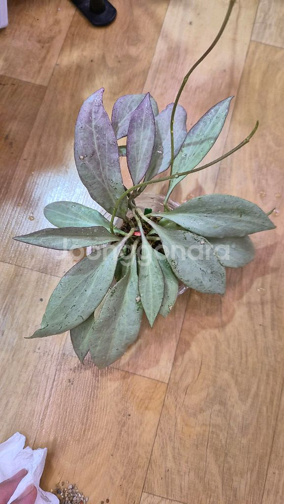 호야 뉴기니아 고스트--1