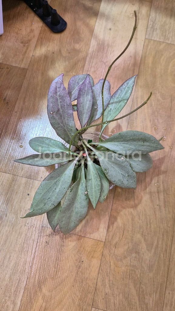 호야 뉴기니아 고스트--2