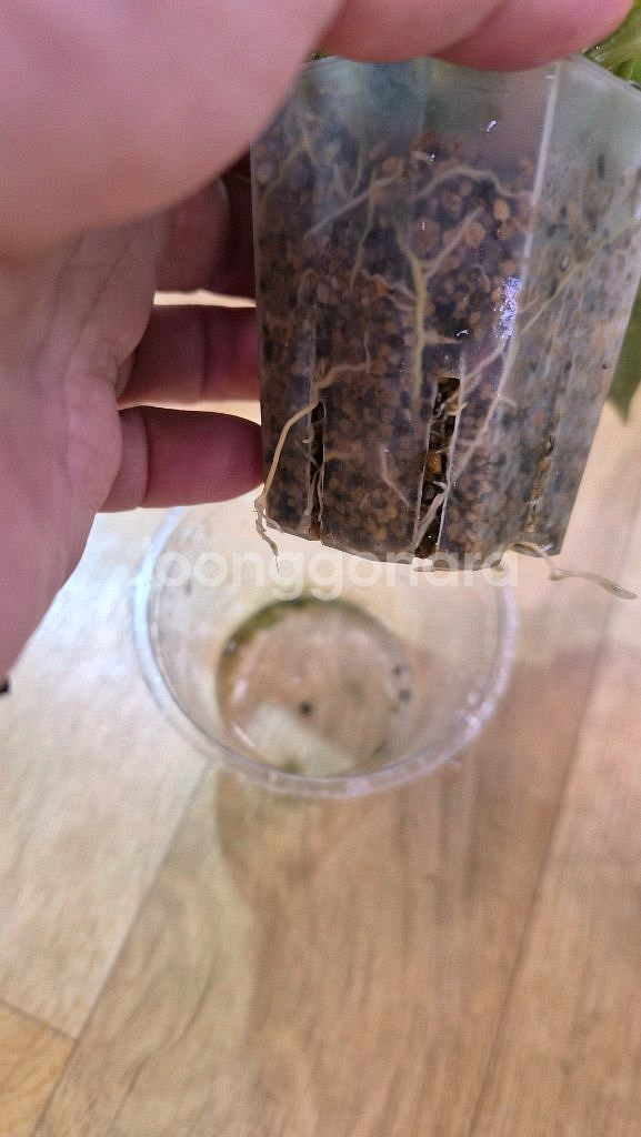 호야 뉴기니아 고스트--3