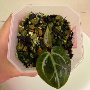 안스리움 닥터블락 미쉘자라