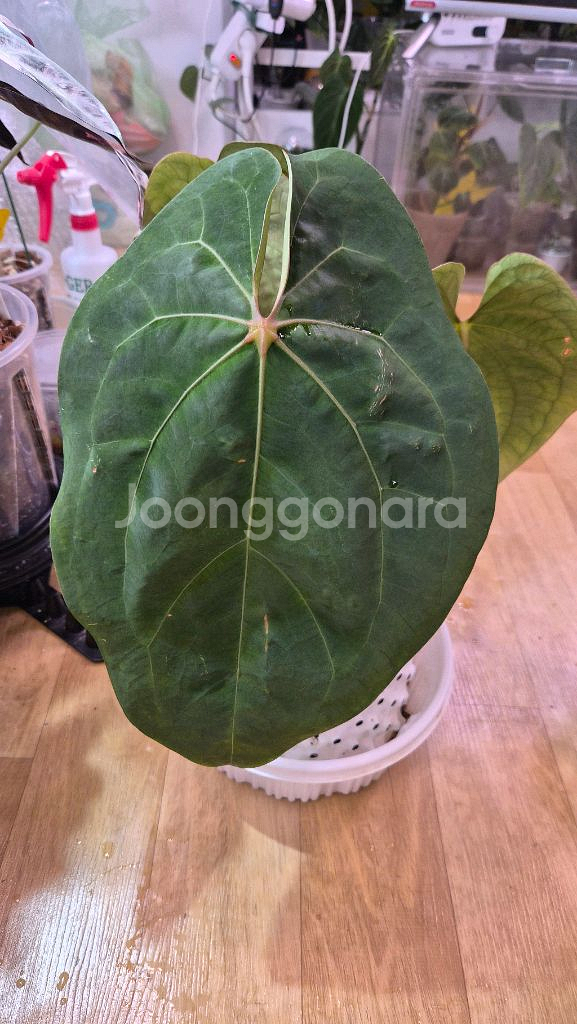 안스리움 크라운나이프 플랜트코드팜개체--1