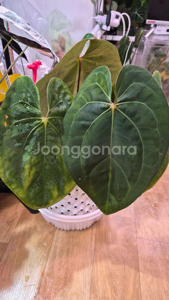 안스리움 크라운나이프 플랜트코드팜개체--0