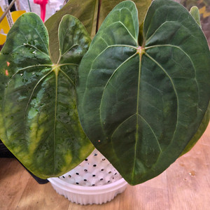 안스리움 크라운나이프 플랜트코드팜개체