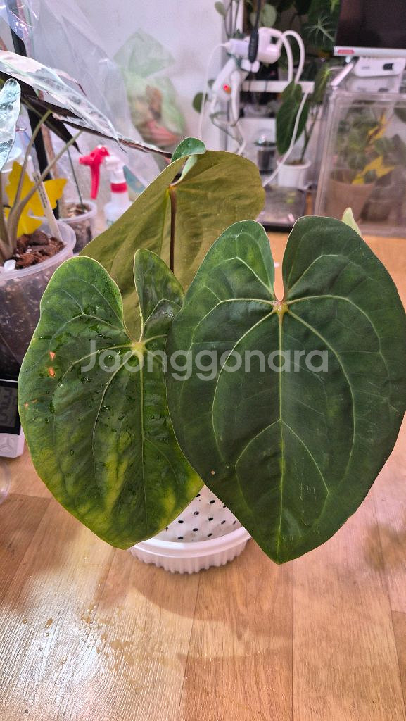 안스리움 크라운나이프 플랜트코드팜개체--2