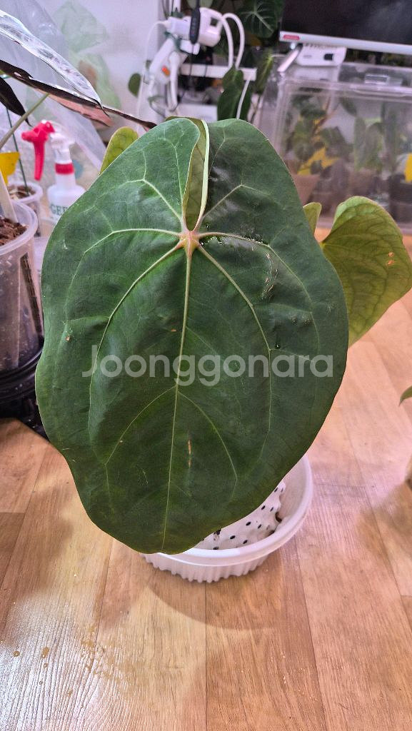 안스리움 크라운나이프 플랜트코드팜개체--3