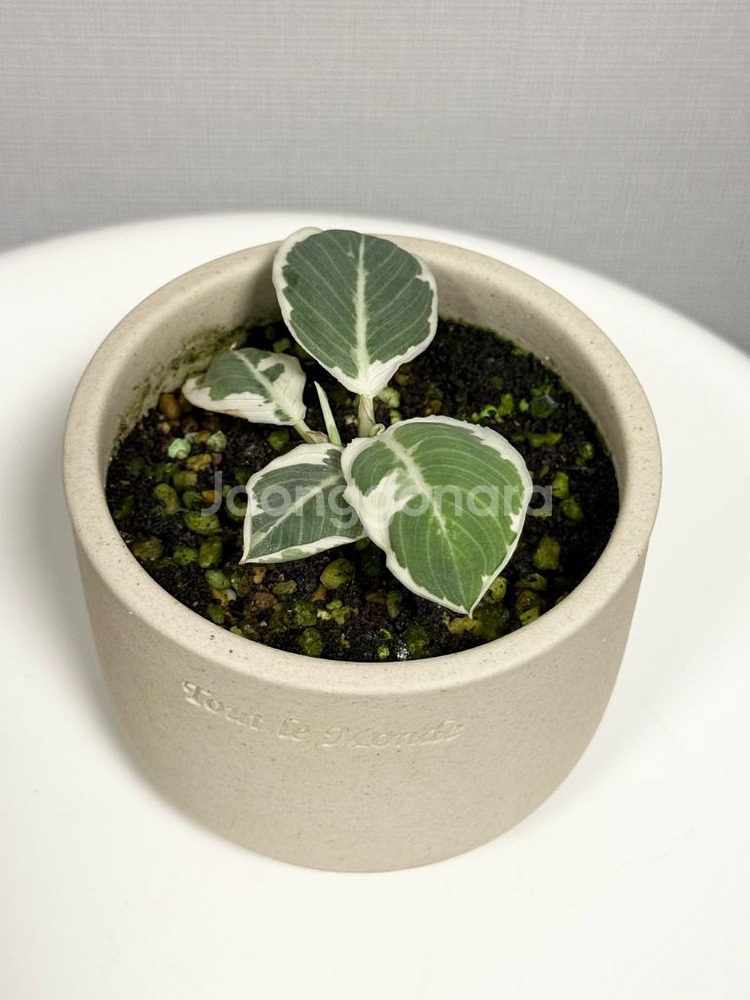 호말로메나 왈리시아이 카모플라쥬 바리에가타--0