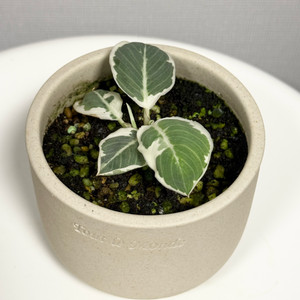 호말로메나 왈리시아이 카모플라쥬 바리에가타