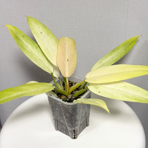 필로덴드론 휘플웨이 위플웨이