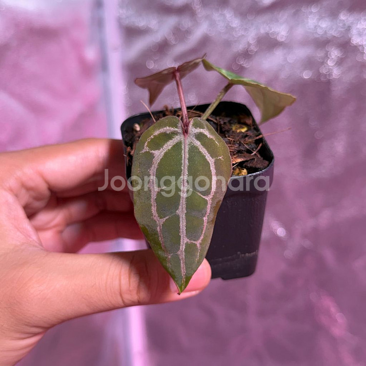 닥터블락 미쉘 off set--1