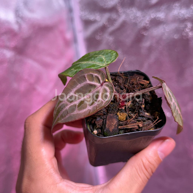 닥터블락 미쉘 off set--2