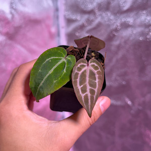 닥터블락 미쉘 off set